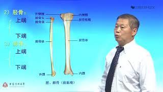 1.6 下肢骨 | 人体解剖学 中国医科大学 MOOC （慕课）