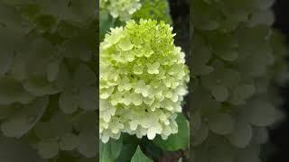 HYDRANGEA PANICULATA “GRAFFITI”. НАЧАЛО ЦВЕТЕНИЯ! #hydrangea #гортензия #гортензія