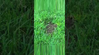 SHOCKING!!  #Gopher Moments Revealed! How does a patch of grass just go missing? #nature #wildlife