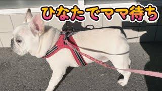 ママと一緒にファミマに来るのが日課だよ！【フレンチブルドッグ frenchbulldog】