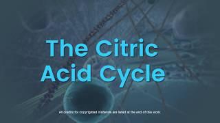 Overview of the citric acid cycle