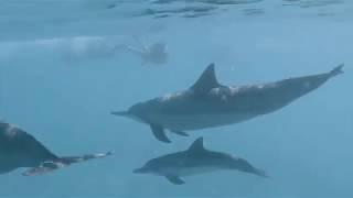 Hawaii Travel: Dolphins and You