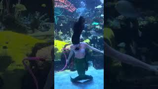 Mermaid in Las Vegas. Beautiful amazing.#aquarium #lasvegasattractions #fish #finfunmermaid