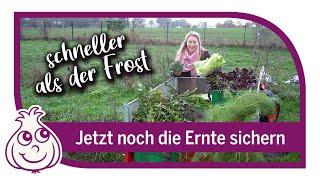 Ernte vor dem Frost retten im November