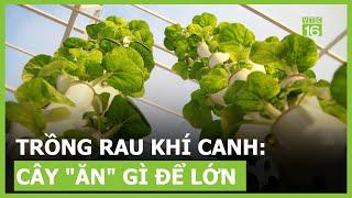 Trồng rau khí canh, cây "ăn" gì để lớn ? | VTC16