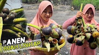 Panen buah lontar | makan buah lontar