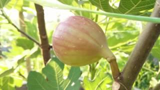 Fig Farm in Malaysia