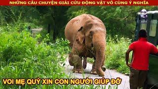 Voi mẹ quỳ xuống cầu xin con người giúp đỡ cứu con của nó || Review con người và cuộc sống