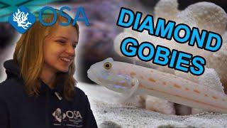 Diamond Gobies with Salty Ali