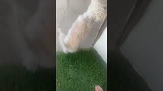 We want to go out mommy