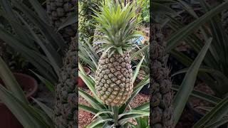 Pineapple plantation at home #shorts
