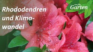 Diese Rhododendron-Arten vertragen den Klimawandel | MDR Garten