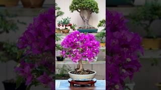 Bougainvillea bonsai #bonsai #bonsaitree #garden #bonsaigarden #howtobonsai #plants