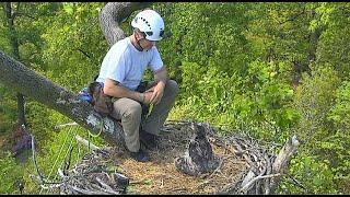 DC9 Banding Day!    DC National Arboretum EagleCam 5.2.22