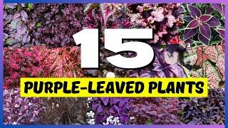  Best Purple-Leaved Plants: 15 Gorgeous Picks for Your Garden! 