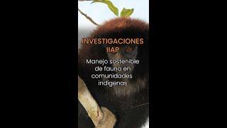 Investigaciones IIAP | Manejo sostenible de fauna en comunidades indígenas