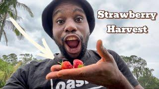 First Strawberry Harvest! Moringa Benefits, Self Sufficient Garden | Australia 