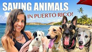 We Booked A Flight to Help Animals in Puerto Rico (you won't believe what we saw)