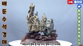 배둔수석경매 25년 6월 23일 월요일 즐거운 수석 경매 시간 되세요. 수석 수석경매 수석경매장 수석경매실시간 실시간수석경매 실시간경매