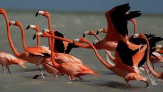 Bird racing in water | American flamingos from wildlife of Mexico