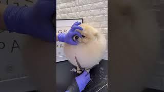 POMERANIAN TRIMMING ️ #pomeranian #spitz #doggroomingtips