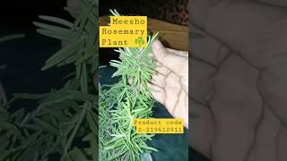 Meesho Plant Review | Rosemary Plant #vlog #dailyvlog #meesho#rosemary #rosemaryforhairgrowth