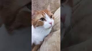 #криминал #злость #кровь #ужасы #призраки #брат #кот