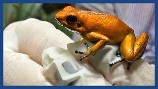 The golden poison frog: 'Like holding a loaded gun' | Guardian Docs