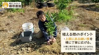 みかんの苗木の植え方（小木の植え方）！初心者の方、家庭で植える方にもわかりやすく、植える時期やポイントなどを解説しています！