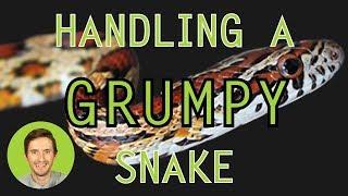 How to Handle a Grumpy Snake (Without Getting Bitten?)