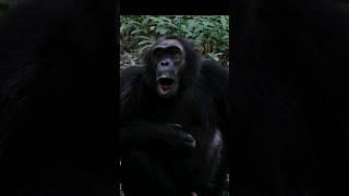 Sound of Chimpanzee : Chimps Sound  (Pan troglodytes Sound)