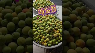#매실청 #매실청담그기 #수제청  #매실 #여름준비 #청만들기