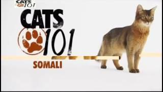 The Somali cat 