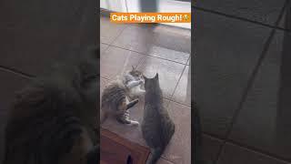 Cats Playing Rough With Each Other! #catlover #cats