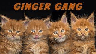 Ginger Gang | Maine Coon kittens