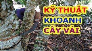 Kỹ Thuật Khoanh Vỏ Cây Vải | Xử Lý CHO VẢI RA HOA SỚM | Tập 66