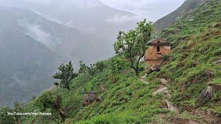 Hunting Jungle Mushroom in Nepal | Most Peaceful And Relaxing Village Life of Nepal | Rainy Day#Hari