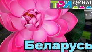 ТРИ ЦЕНЫ, НОВИНКИ НАШЛА НУЖНЫЕ ТОВАРЫ