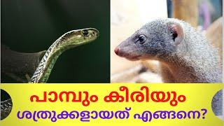 കീരിയും പാമ്പും നേർക്കുനേർ | Keeriyum Paambum | Snake and Mongoose | Malayalam | Gingerline Media