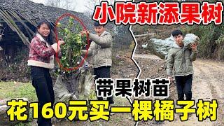 小琴说想吃砂糖橘，李俊赶紧安排上，还没种下去就有橘子吃了