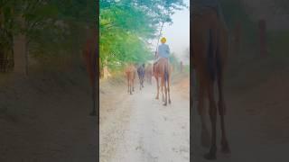 Tejaji ￼￼#rajasthani #song #desi #villagelife #desiculture #culture #shorts #camel #trending #views