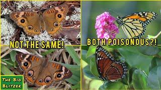 Brushfoot Butterflies of Central Florida! (Family Nymphalidae)