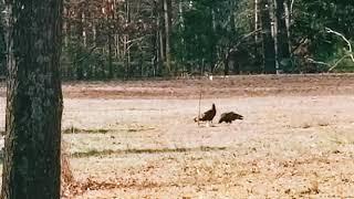 Turkey Vultures vs. Crows - Battle of the peanut platform