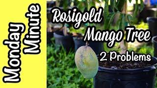 Monday Minute- Little 'Rosigold' Mango Tree with 2 Problems