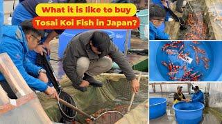 Tosai season Documentary: What it is like to buy Tosai Koi Fish in Japan?