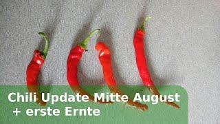 Chili Update und erste Ernte im August