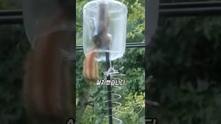 사람보다 한 수 위인 다람쥐의 생존 본능
