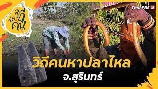 วิถีคนหาปลาไหล จ.สุรินทร์ | ซีรีส์วิถีคน