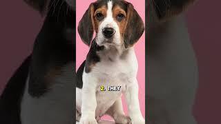 Beagle: "Top 5 Fascinating Facts About Beagles!"