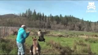 Angry goose goes on attack